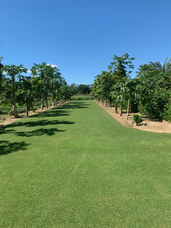 Flora Farms Cabo Wedding 